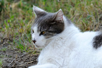 Matisse - - the laziest cat on the block.......