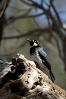 Acorn Woodpecker female     or Melanerpes formicivorus