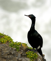 Pelagic Cormorants in Oregon