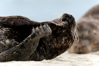Resting female California Harbor Seal VII