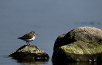 Spotted Sandpiper   or Actitis macularia   (?)
