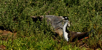 Female Black-necked Stilt on nest  or Himantopus mexicanus