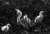 Snowy Egret Displaying V B&W Conversion   or Egretta thula