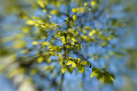 Leaves of a Weeping Willow