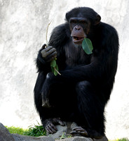 Chimpanzee "The Old Man Talking With His Mouth Full of Food....."