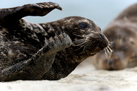 Resting female California Harbor Seal VIII