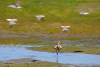 Marbled Godwit or  Limosa fedoa passed by Western Sandpipers