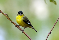 Adult male Lesser Goldfinch     or Carduelis psaltria