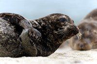Resting female California Harbor Seal IX