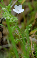 Another Wildflower to be identified