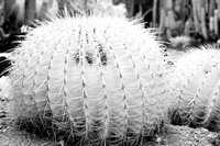 Cactus in the Desert Garden  II