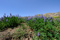 Lupines in Bloom - version IV