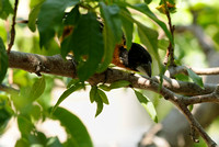 Male Black-headed Grosbeak   or Pheucticus melanocephalus   II