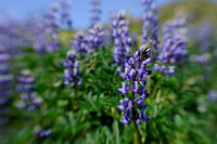 Lupines in Bloom through the Lensbaby
