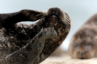 Resting female California Harbor Seal V