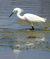 Fishing Snowy Egret   or Egretta thula