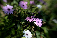 Foliage in Focus with OOF Flowers