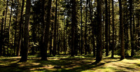 More Great Trees from the North of California     III Pano crop