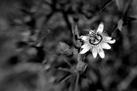 Passion Flower Horizontal in B&W
