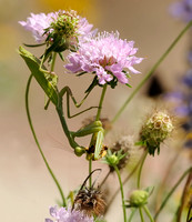 Female Praying Mantis with Lunch, a Skipper Butterfly