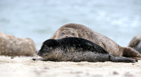Playful California Harbor Seal Pup II