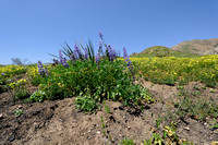 Lupines & Other Wildflowers in Bloom