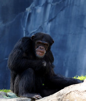 Chimpanzee "The Bitter Old Man"