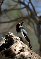 Acorn Woodpecker Female     or Melanerpes formicivorus