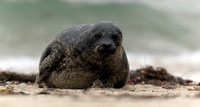 California Harbor Seal Pup Right out of the water.....  II