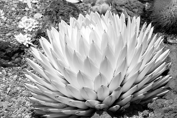 Cactus in the Desert Garden  V