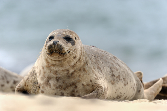 Califorina Harbor Seal III