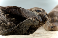 Resting female California Harbor Seal II
