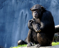 Chimpanzee "In My Own World....."
