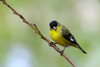 40% crop Adult male Lesser Goldfinch     or Carduelis psaltria