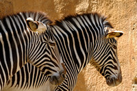 Grevy's Zebra "Think We're Fooling Any Nearby Lions......"