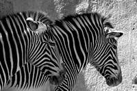 Grevy's Zebra "Think We're Fooling Any Nearby Lions......" B&W