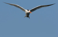 TIFs or Terns In Flight # 1