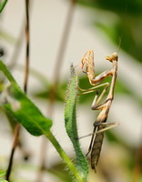 Male Praying Mantis