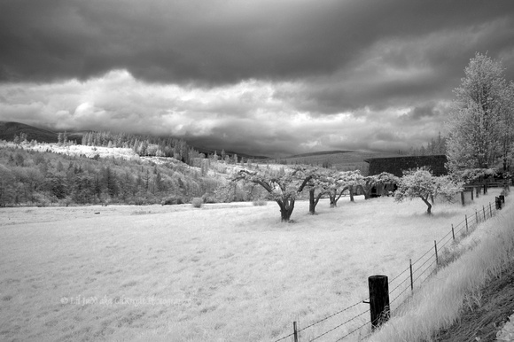 Pasture & Orchard in Washington State II CS3 version
