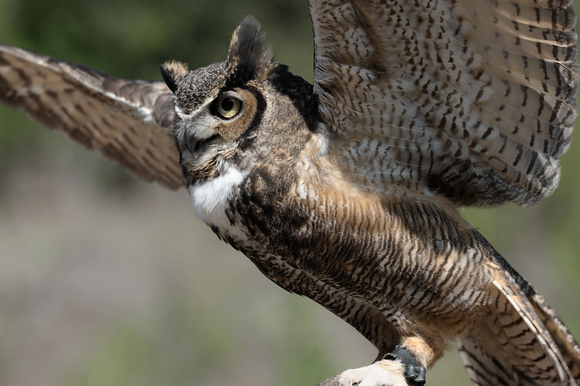 "Gymnast in Action"     Great Horned Owl     VII