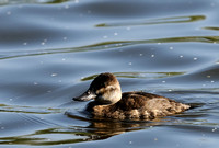 Mrs or is it Ms. Ruddy Duck I or Oxyura jamaicensis