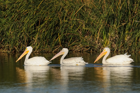 Not Three Ducks in a Row - But Three Pelicans.....