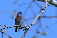 Western Bluebird    or Sialia mexicana