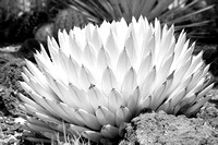 Cactus in the Desert Garden  IV