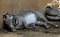 Grevy's Zebra "Just Out of It"