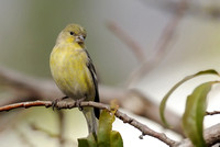Juvenile female Lesser Goldfinch     or Carduelis psaltria