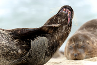 Resting female California Harbor Seal III