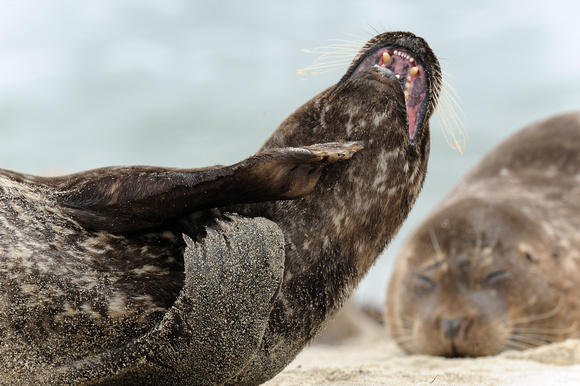 Resting female California Harbor Seal III