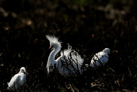 Snowy Egret Displaying IV   or Egretta thula