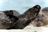 Resting female California Harbor Seal IV
